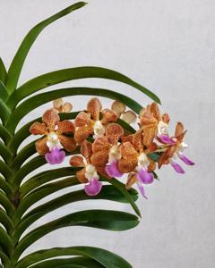 Vanda Densig