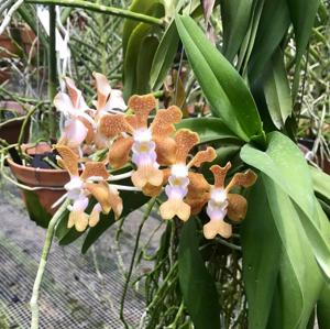 Vanda Densig