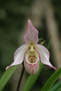 Phragmipedium Carol Kanzer