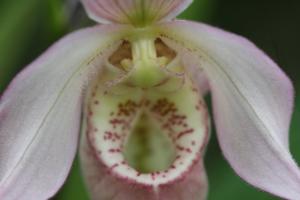 Phragmipedium Carol Kanzer