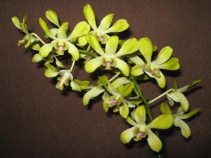 Dendrobium Anching Lubag