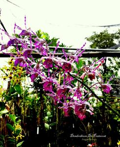 Dendrobium De Pentecost