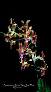 Dendrobium Jackie Chee Jart Hoon