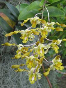 Dendrobium Tan Kheng Lian