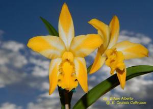 Cattlianthe Candy Corn