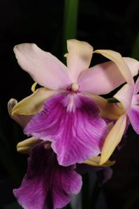 Miltonia Honolulu-binotii