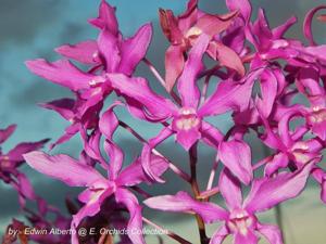 Caulaelia Orchidglade