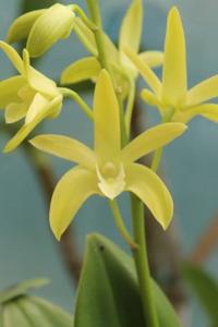 Dendrobium Eclipse