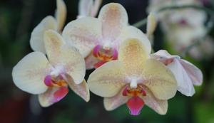 Phalaenopsis KV Charmer