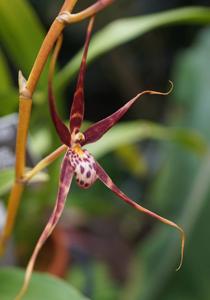 Bratonia Shelob