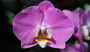 Phalaenopsis Taisuco Firebird