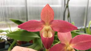 Phragmipedium Grouville