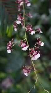 Oncidium Sharry Baby