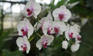 Phalaenopsis Mount Lip