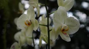 Phalaenopsis Lioulin King