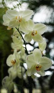 Phalaenopsis Lioulin King