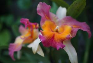 Rhyncholaeliocattleya Frank Fordyce