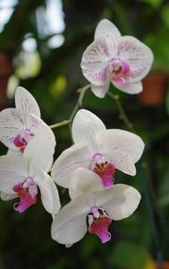 Phalaenopsis Black Ball