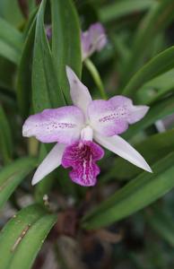 Brassocatanthe Empress Worsley