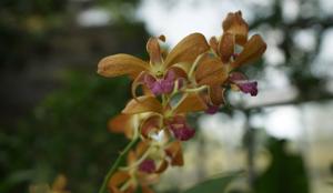 Dendrobium Copper Queen