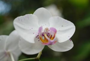 Phalaenopsis Gan Lin Fairy