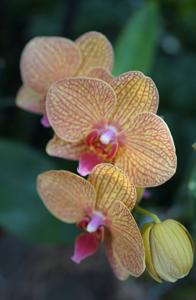 Phalaenopsis KV Beauty