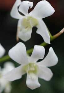 Dendrobium Jaq-Hawaii