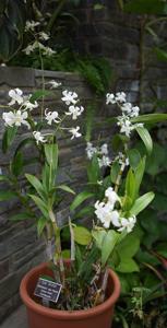 Dendrobium Jaq-Hawaii