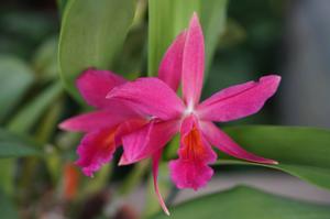 Cattlianthe Jewel Box