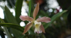 Rhyncholaeliocattleya Praetii