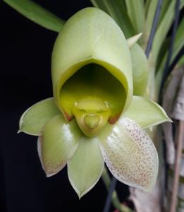 Catasetum Orchidglade