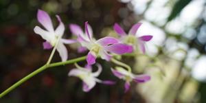 Dendrobium Jaquelyn Thomas