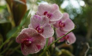 Phalaenopsis I-Hsin Sesame