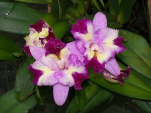 Cattleya Mari's Song