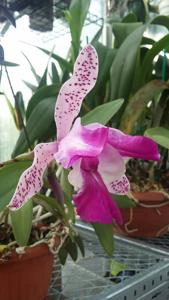 Cattleya Interglossa