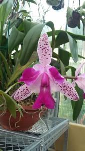 Cattleya Interglossa