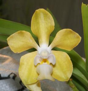 Vanda Golden Doubloon