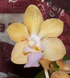 Vanda Golden Doubloon