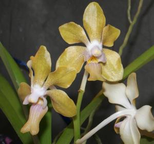 Vanda Golden Doubloon