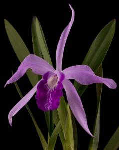 Laeliocattleya Purple May