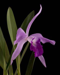 Laeliocattleya Purple May