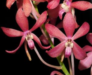 Vanda Peaches