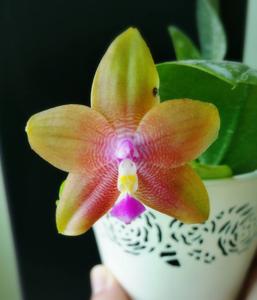 Phalaenopsis Mituo Prince