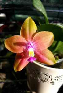 Phalaenopsis Mituo Prince