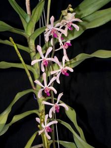 Arachnostylis Chorchalood