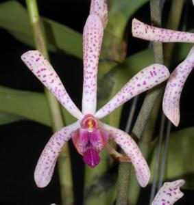 Arachnostylis Chorchalood