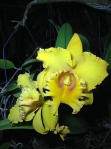 Rhyncholaeliocattleya Shinfong Luohyang