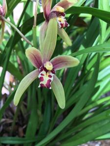 Cymbidium Elma