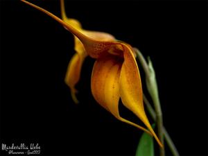 Masdevallia Hebe