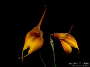 Masdevallia Hebe